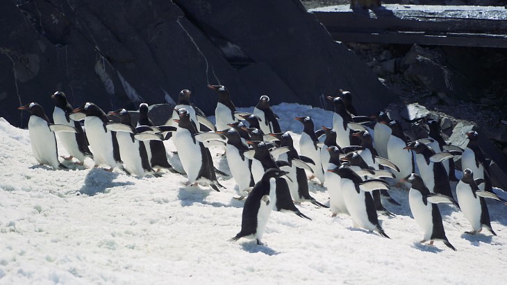 Scale of microplastics in Antarctic revealed in preliminary survey results