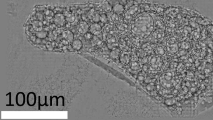 Researchers study Fukushima particle in close-up