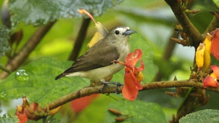 Birdwatching marathon reflects biodiversity near Indian nuclear power plant