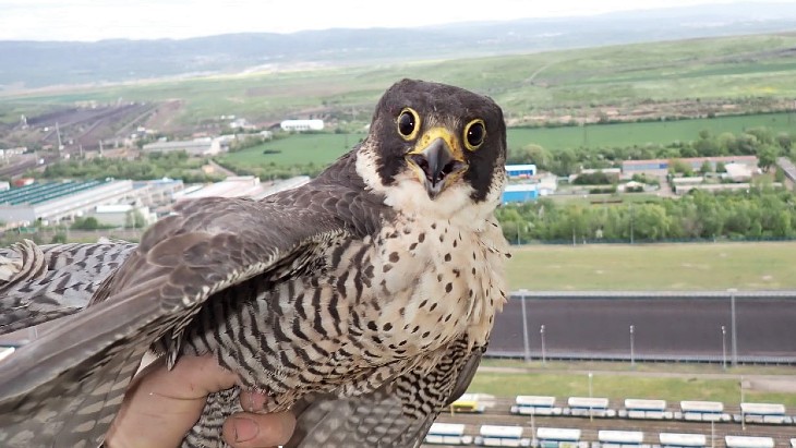 In pictures: ČEZ&#39;s peregrine falcons