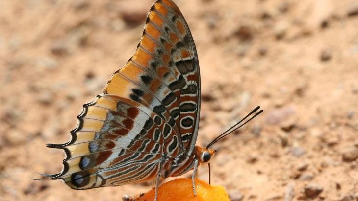 Radiation technique controls tsetse fly numbers in Senegal