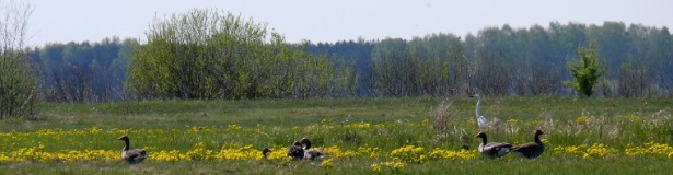 Biosphere reserve for Chernobyl