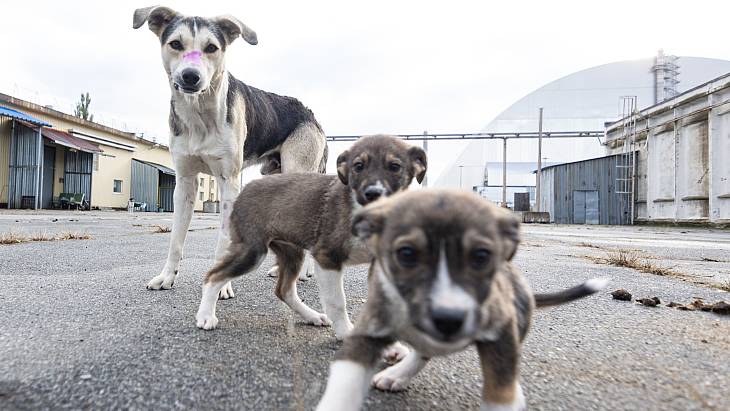 Vets and volunteers help stray dogs of Chernobyl