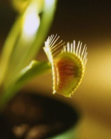 Venus Flytrap (Zest-PK)