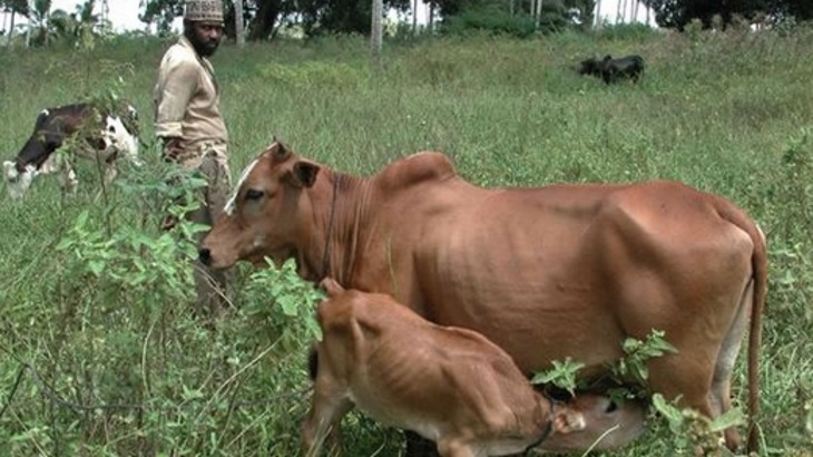 IAEA announces innovation in tsetse fly control