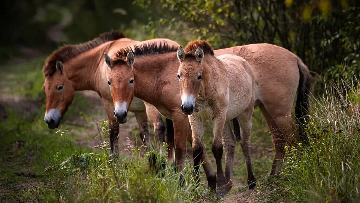 Chernobyl at 40: Wildlife and science in the exclusion zone