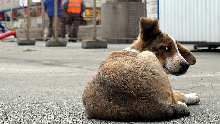 Chernobyl&#39;s stray dogs population tackled